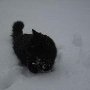 Huskat Tjavs
