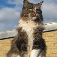 Maine Coon Udklittens Mister Kandis 