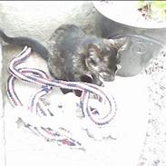 Blanding af racer Speedy "Lille mis"