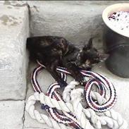 Blanding af racer Speedy "Lille mis"