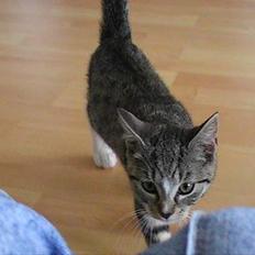 Blanding af racer Peaches