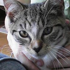 Blanding af racer Peaches