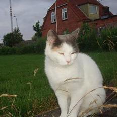 Blanding af racer Mis