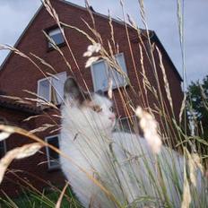 Blanding af racer Mis