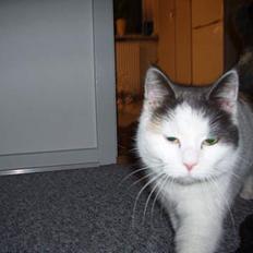 Blanding af racer Mis