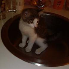 Blanding af racer Junior