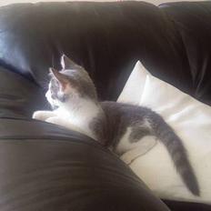 Blanding af racer Junior