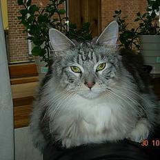 Maine Coon DK coon Vally`s Alaska