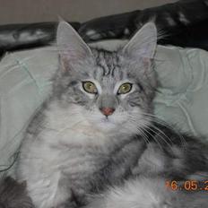 Maine Coon DK coon Vally`s Alaska
