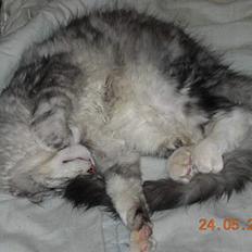 Maine Coon DK coon Vally`s Alaska