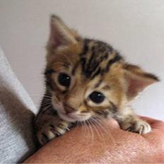 Blanding af racer LION