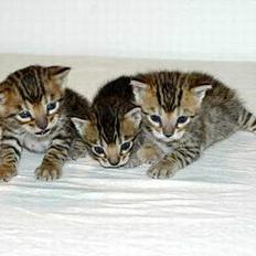 Blanding af racer LION