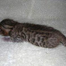 Blanding af racer LION