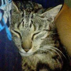 Blanding af racer Frida