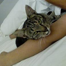 Blanding af racer Frida