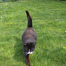 Huskat Sorte Mis - død :'(