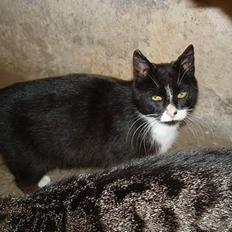 Huskat Sorte Mis - død :'(