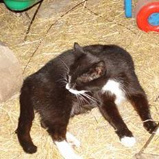 Huskat Sorte Mis - død :'(