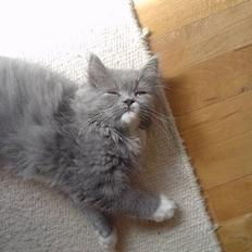 Blanding af racer Oliver