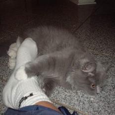 Blanding af racer Oliver