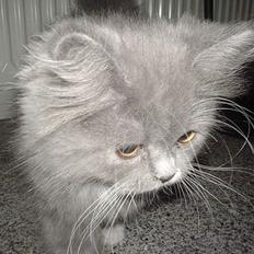 Blanding af racer Oliver