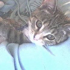 Huskat Lady *HAR HENDE IKKE MER*