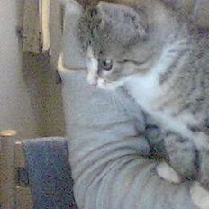 Huskat Lady *HAR HENDE IKKE MER*