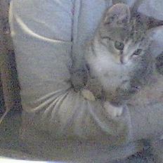 Huskat Lady *HAR HENDE IKKE MER*