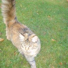 Blanding af racer Aicha