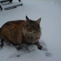 Blanding af racer Aicha