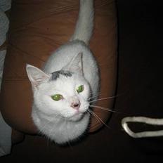 Huskat Grøfte