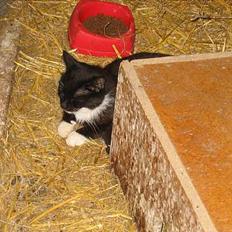 Blanding af racer Lib *død*