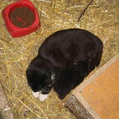 Blanding af racer Lib *død*