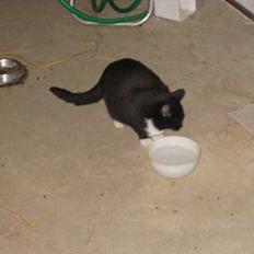 Blanding af racer Lib *død*