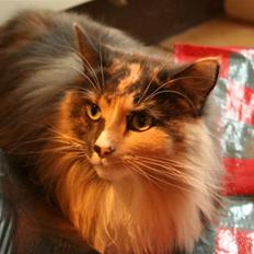 Norsk Skovkat Mischa