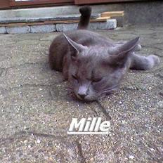 Blanding af racer Mille