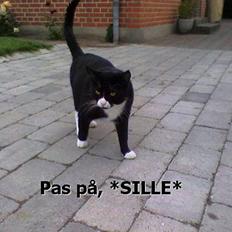 Blanding af racer Sille