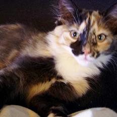 Norsk Skovkat Chanel