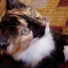 Norsk Skovkat Chanel