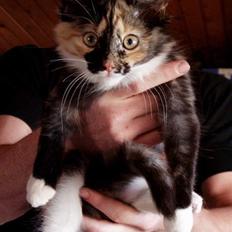 Norsk Skovkat Chanel