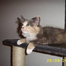 Norsk Skovkat Mischa