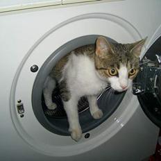 Huskat Nuggi