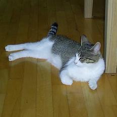 Huskat Nuggi