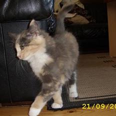 Norsk Skovkat Mischa