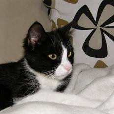 Huskat Trunte *R.I.P*