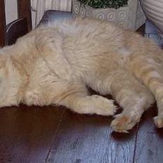 Maine Coon Mister Magoo