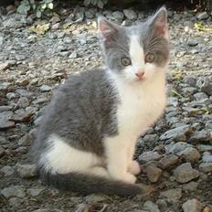 Blanding af racer Sandie