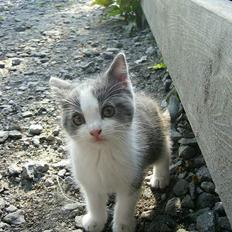 Blanding af racer Sandie