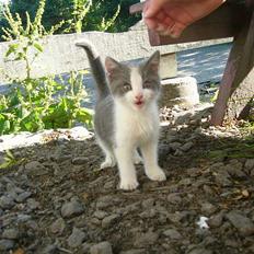 Blanding af racer Sandie