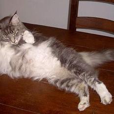 Maine Coon Popsi